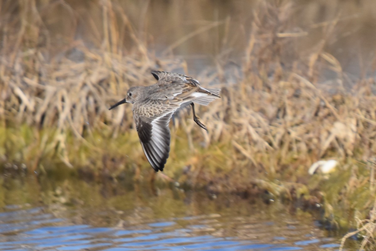 Dunlin - ML506372231