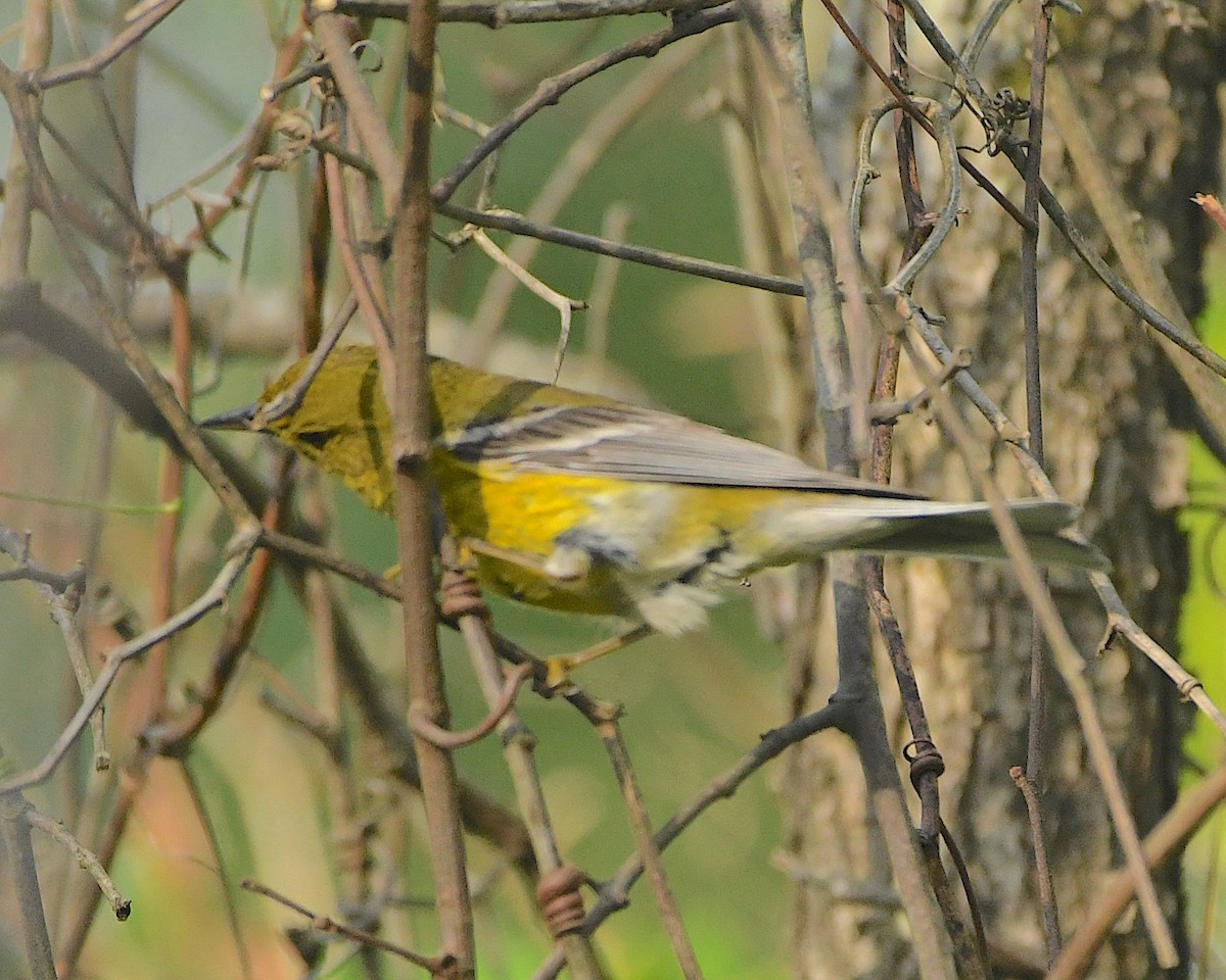 Pine Warbler - ML506373051