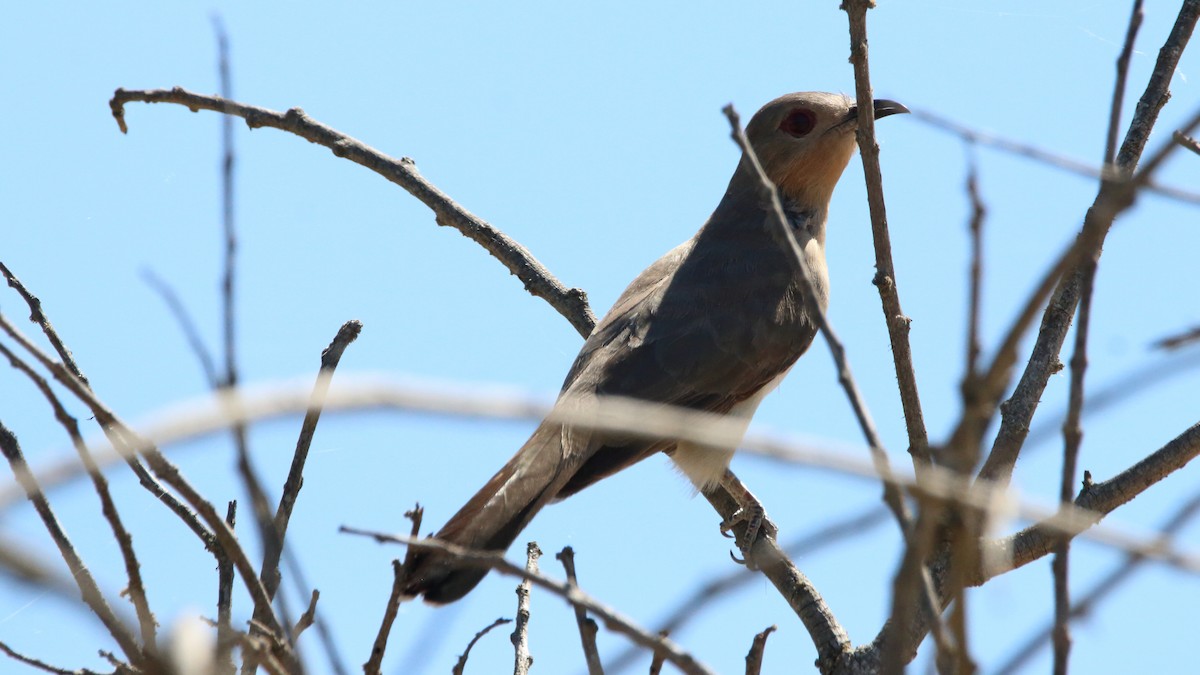 Ash-colored Cuckoo - ML506373451