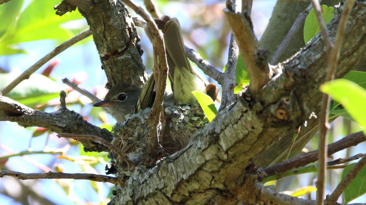 Small-billed Elaenia - ML506374261