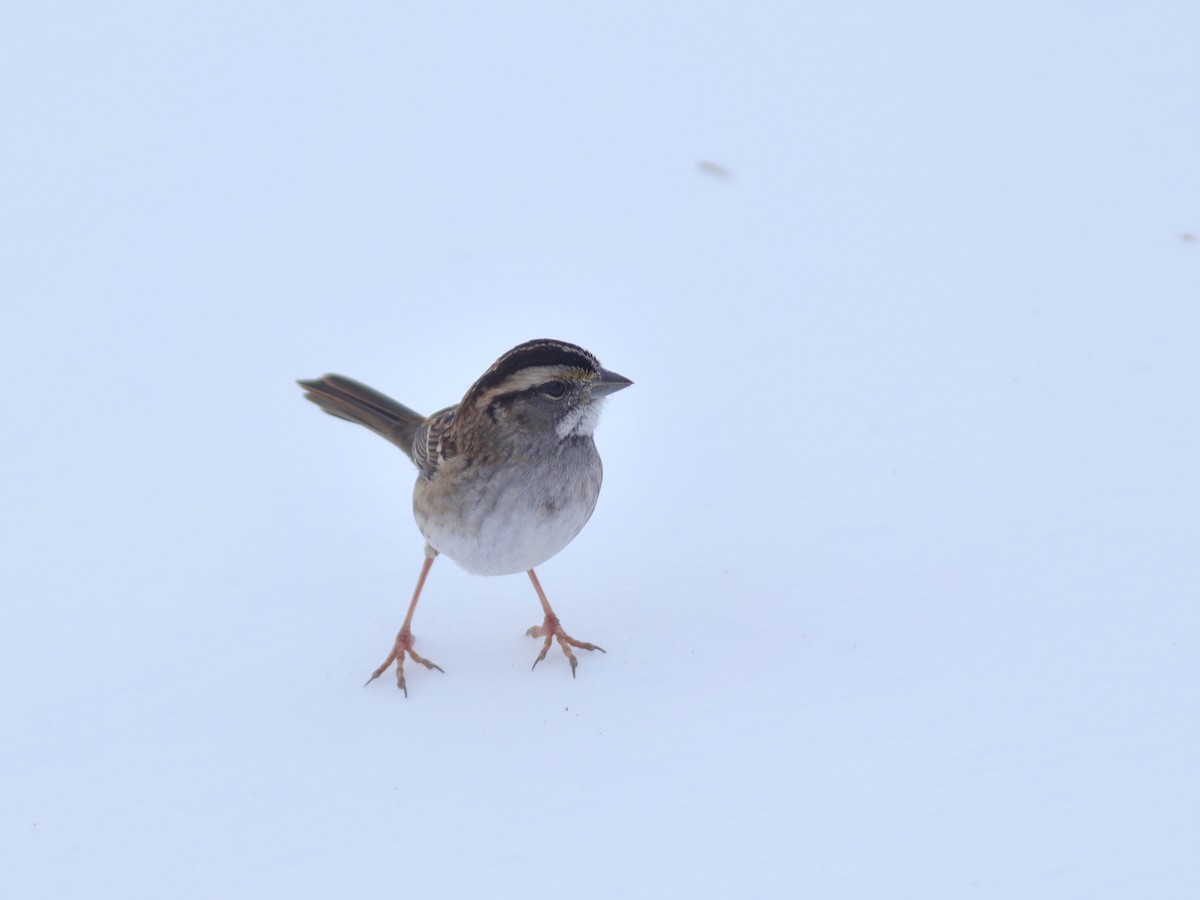 White-throated Sparrow - Jessé Roy-Drainville