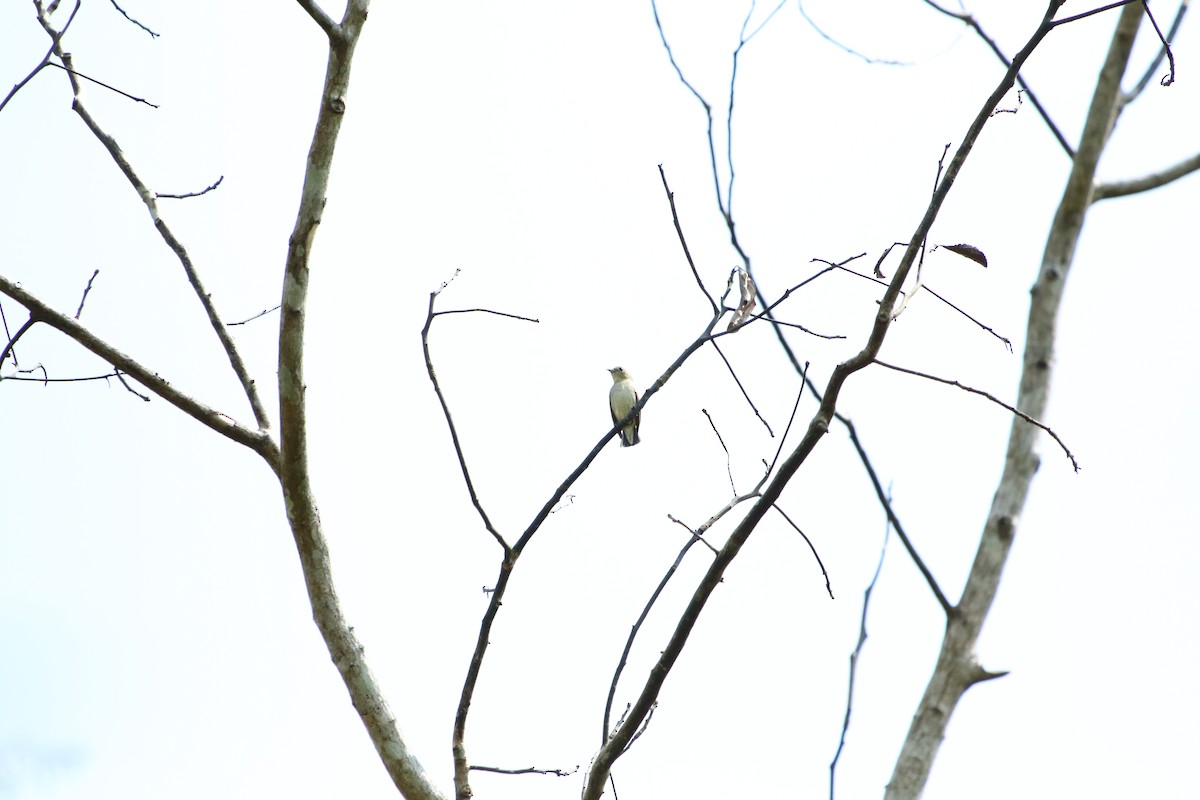 Plain Flowerpecker - ML506374591