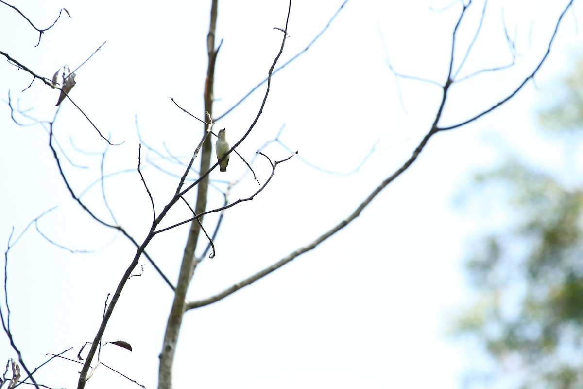 Plain Flowerpecker - ML506374731