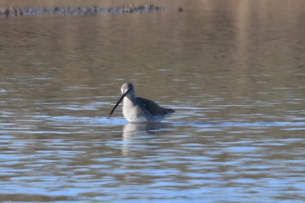 Long-billed Dowitcher - ML506375671