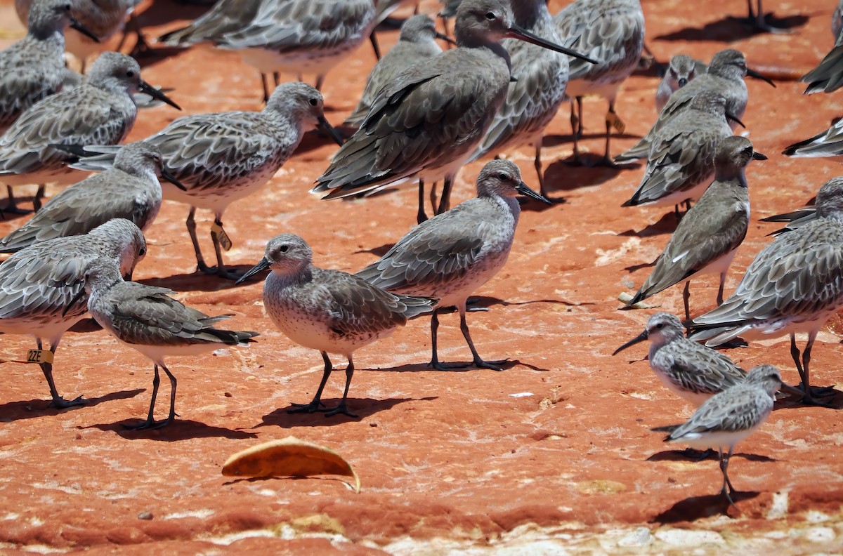 Red Knot - Tony Richards