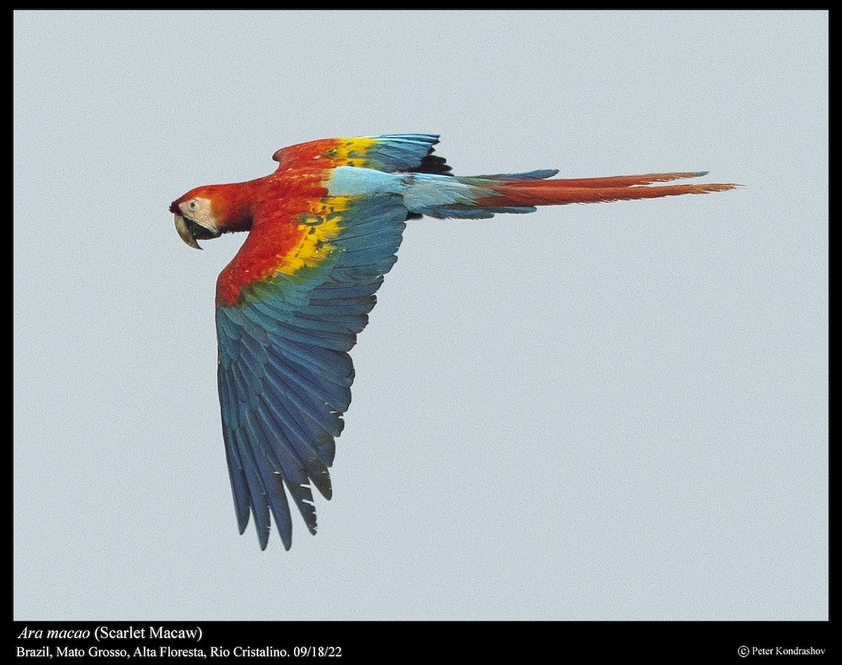 Scarlet Macaw - ML506377541