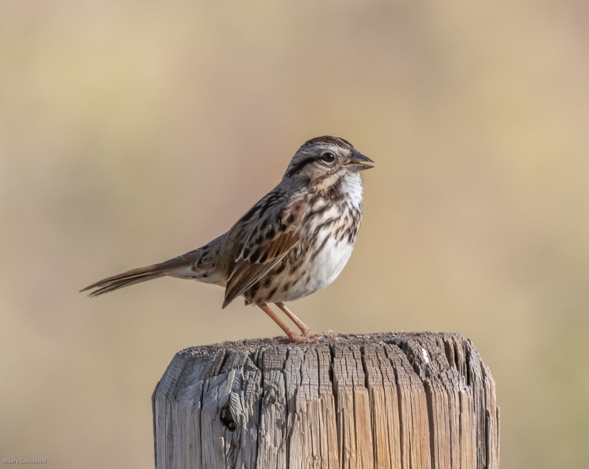 Song Sparrow - ML506377781