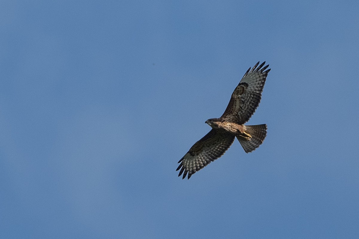 Common Buzzard - Stephen Davies