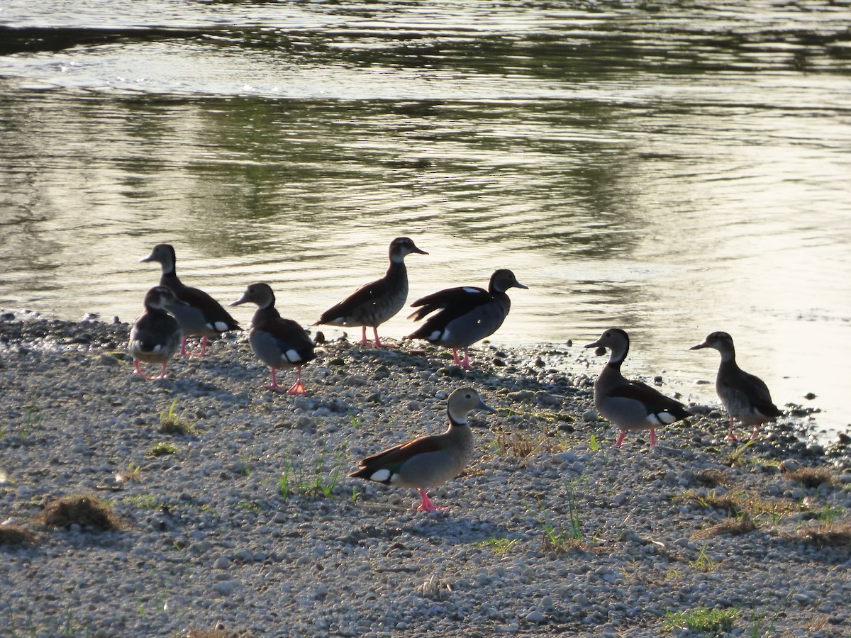 Ringed Teal - ML506380771