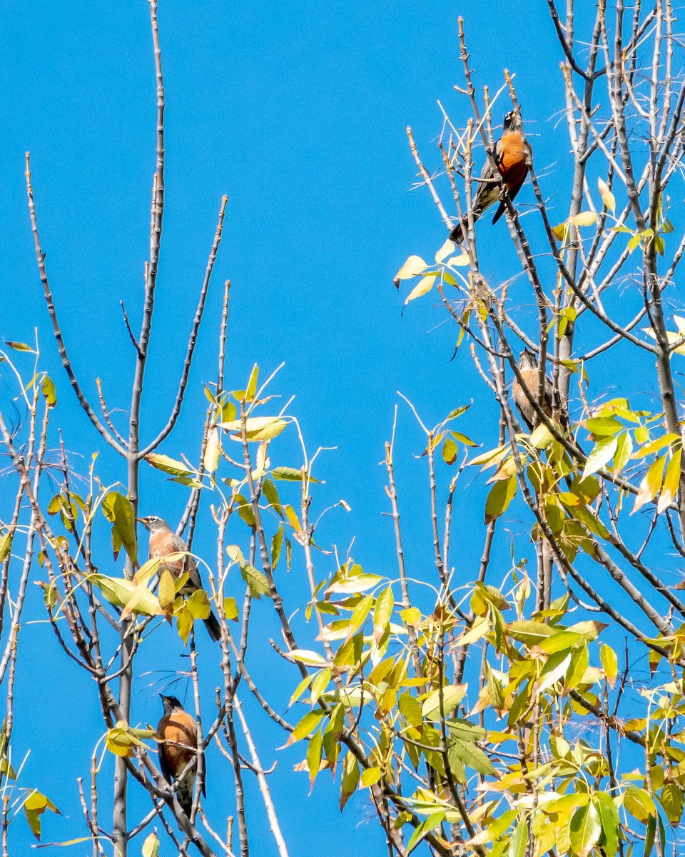 American Robin - Mary-Rose Hoang