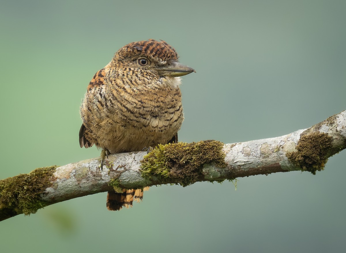 Barred Puffbird - ML506381311