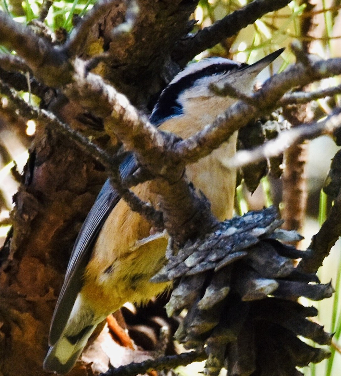 Red-breasted Nuthatch - ML506383151