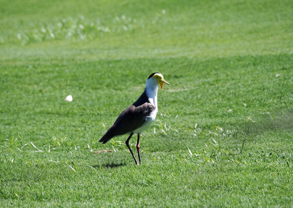 Masked Lapwing (Masked) - ML506383271