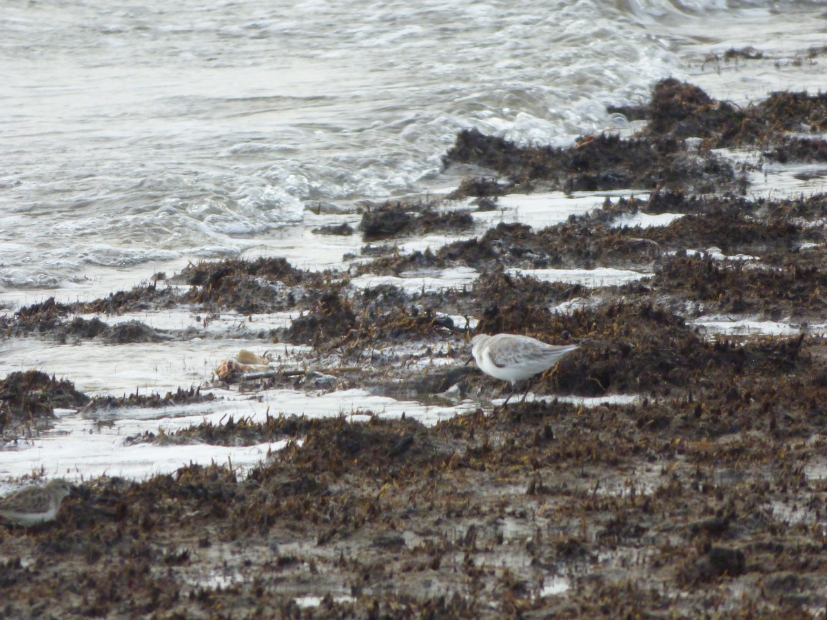 Bécasseau sanderling - ML506383341