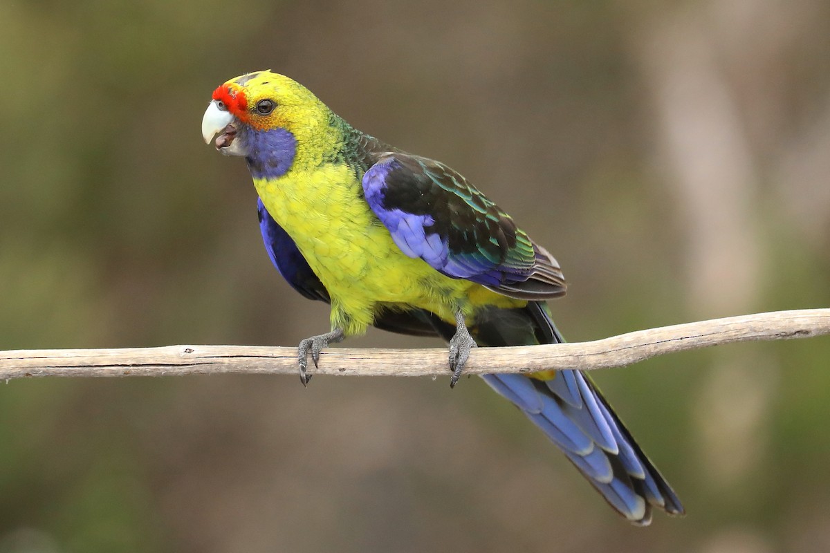 Green Rosella - ML506383821