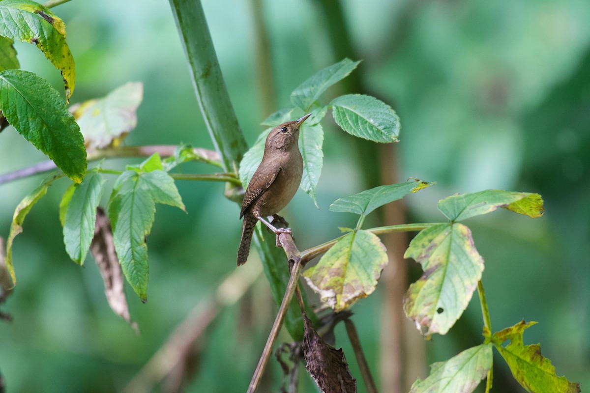 House Wren (Southern) - ML506384371