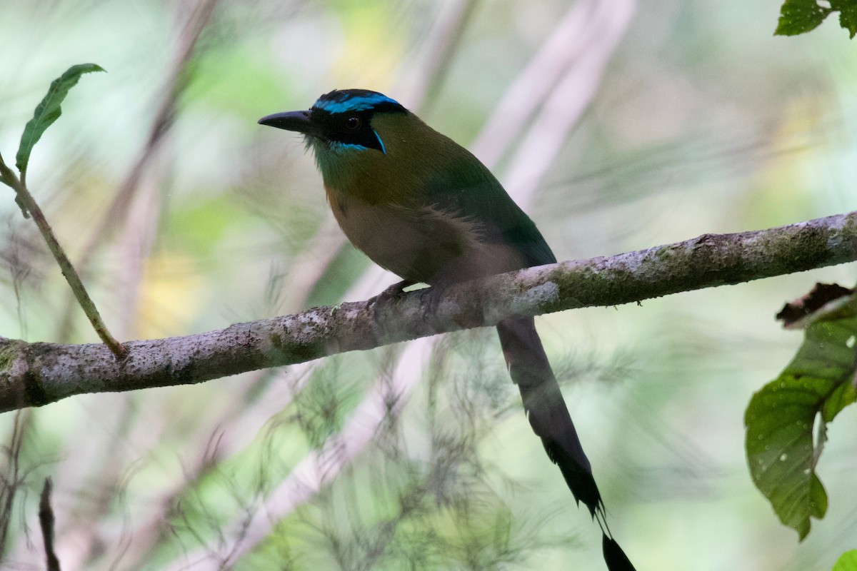 Lesson's Motmot - ML506384421