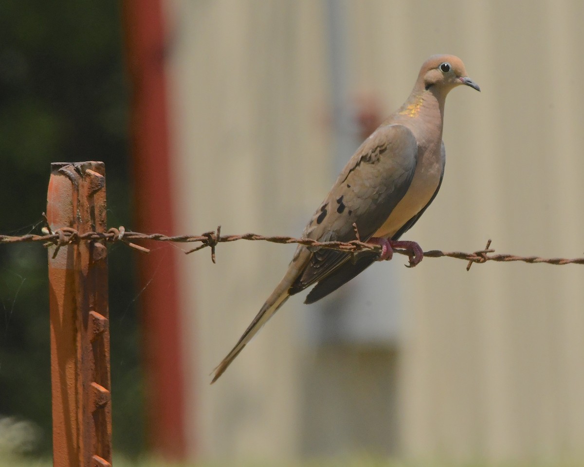 Mourning Dove - Ted Wolff