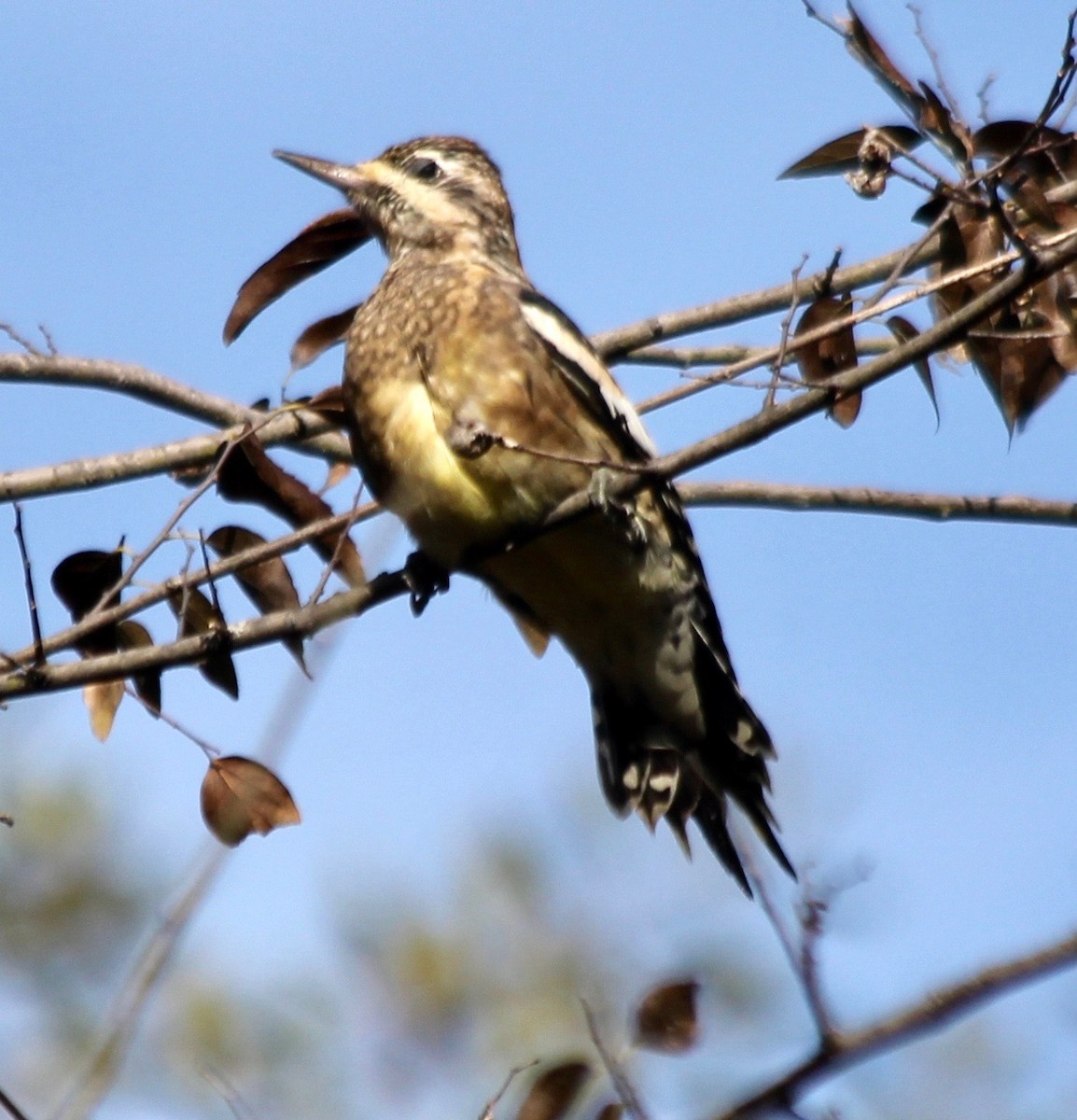 Yellow-bellied Sapsucker - ML506384681