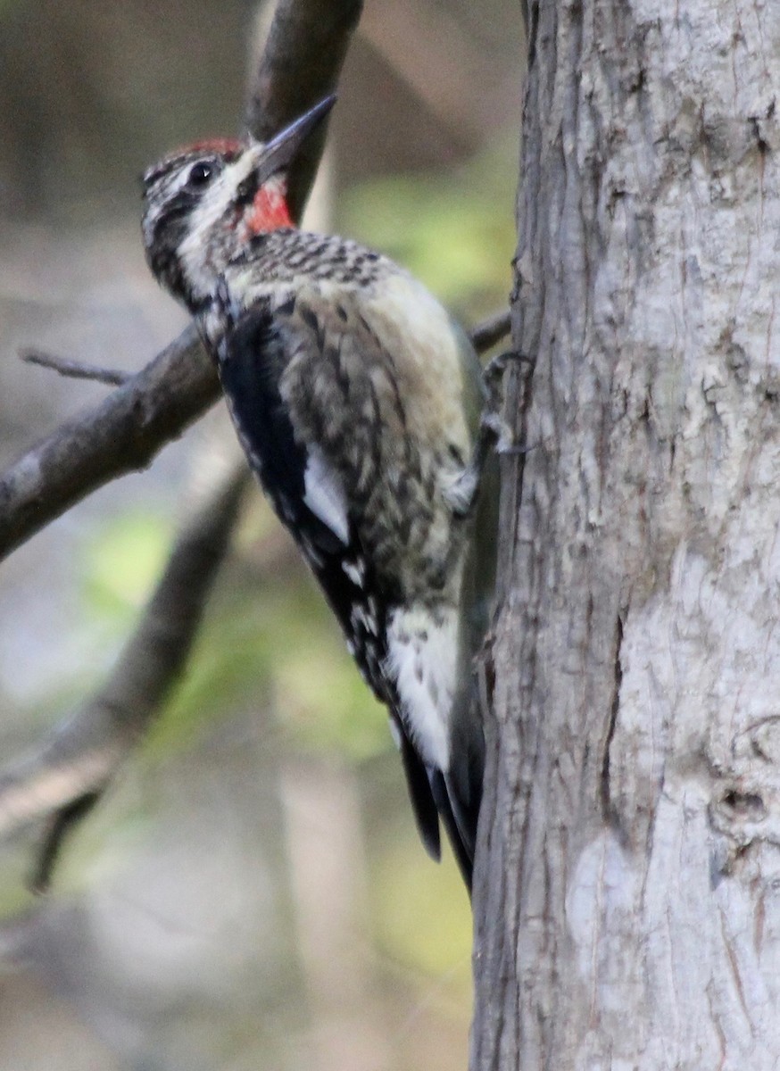Yellow-bellied Sapsucker - ML506384691
