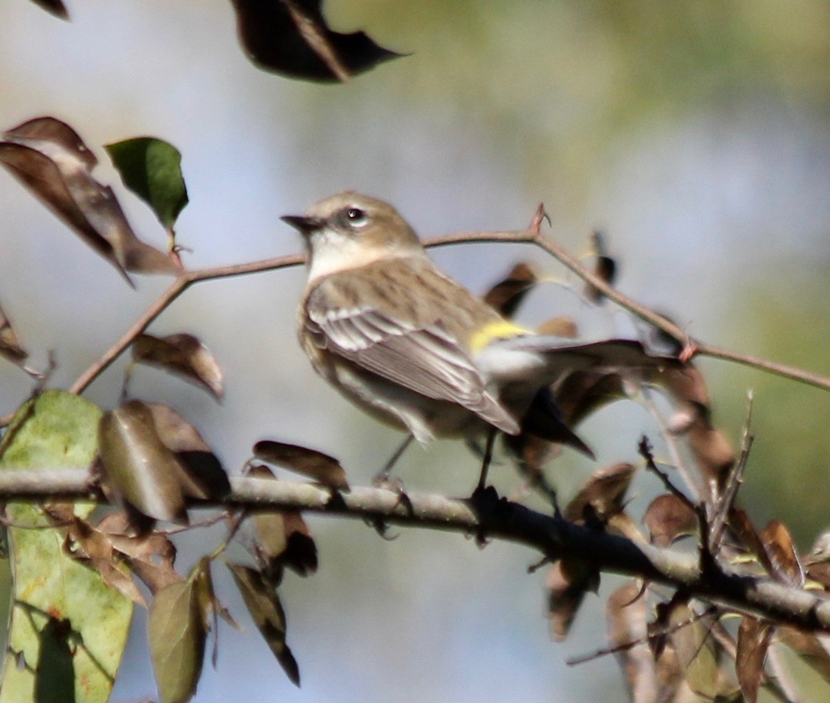 Yellow-rumped Warbler - ML506384781