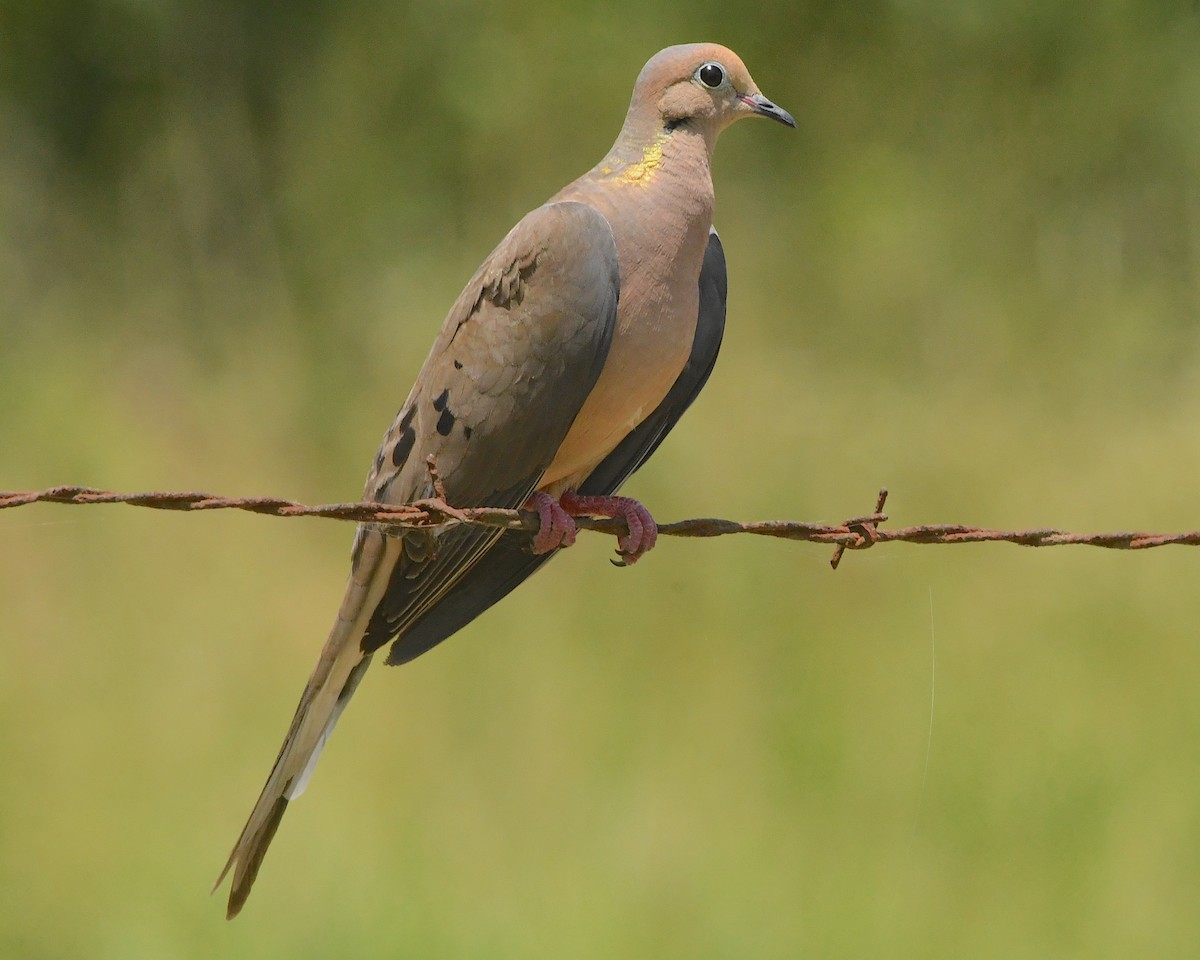 Mourning Dove - ML506384801