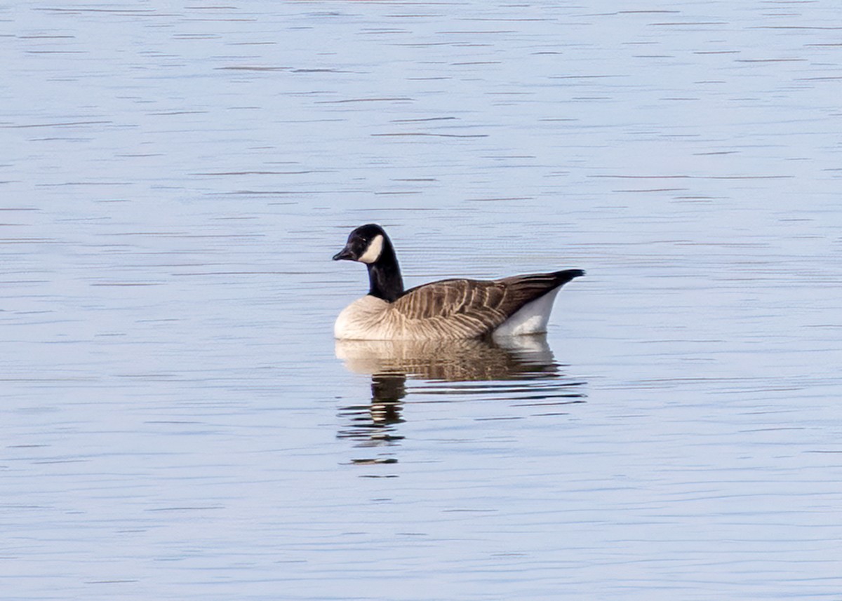 Cackling Goose - ML506385801