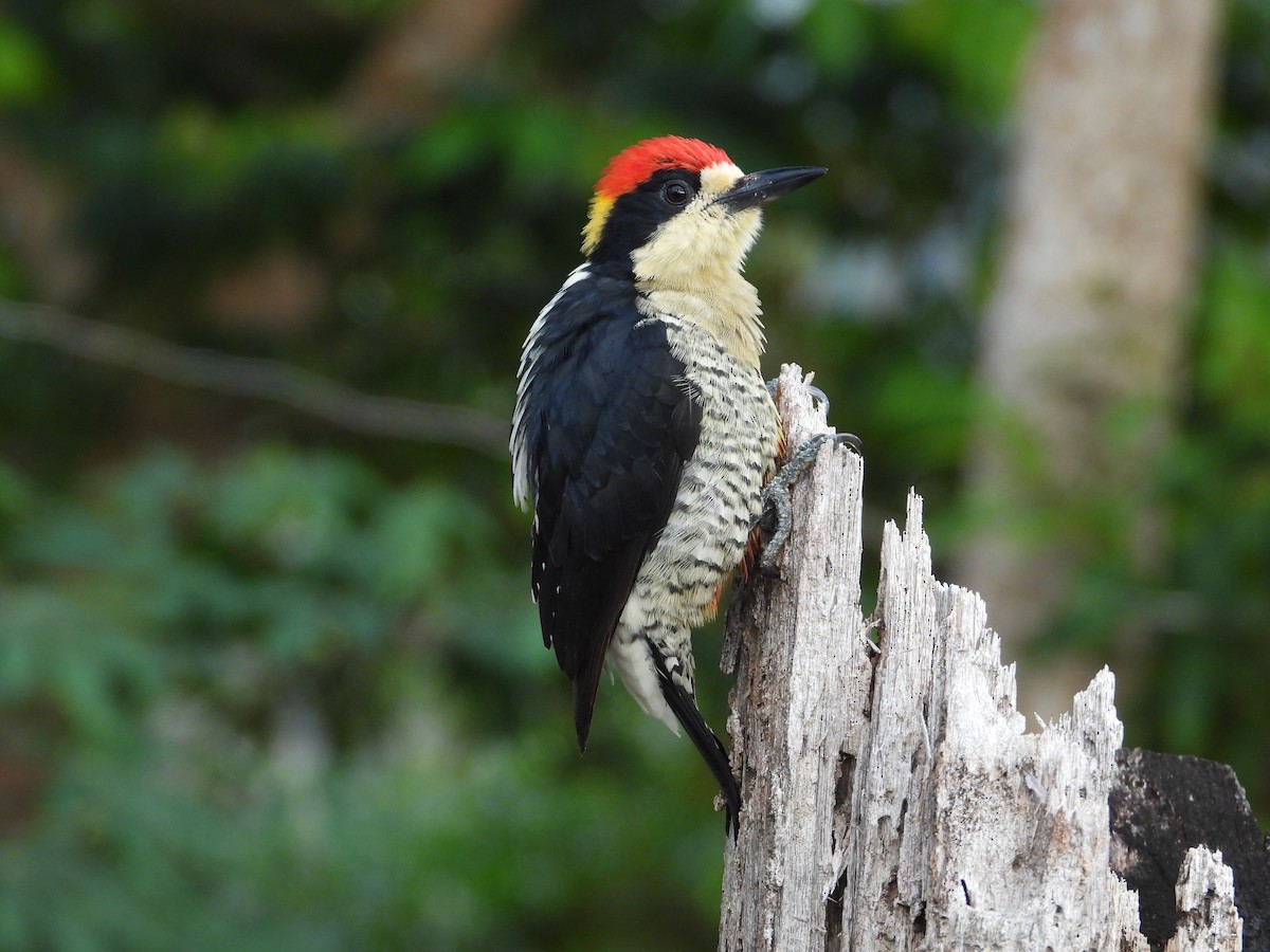 Beautiful Woodpecker - Juan Carlos Luna Garcia