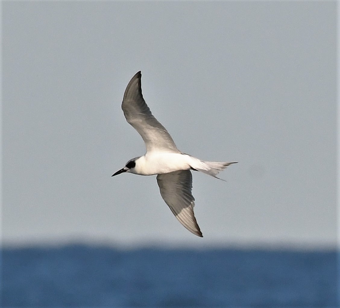 Forster's Tern - ML506386151