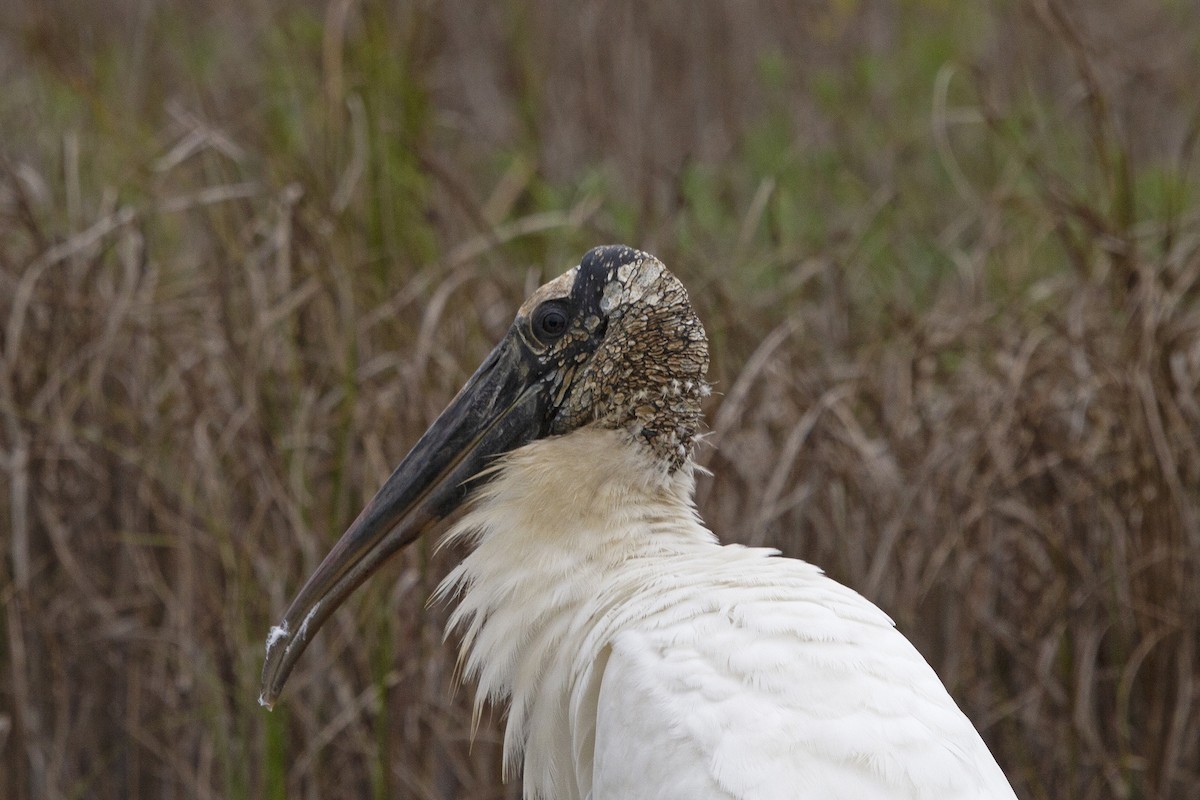 Wood Stork - ML506386421