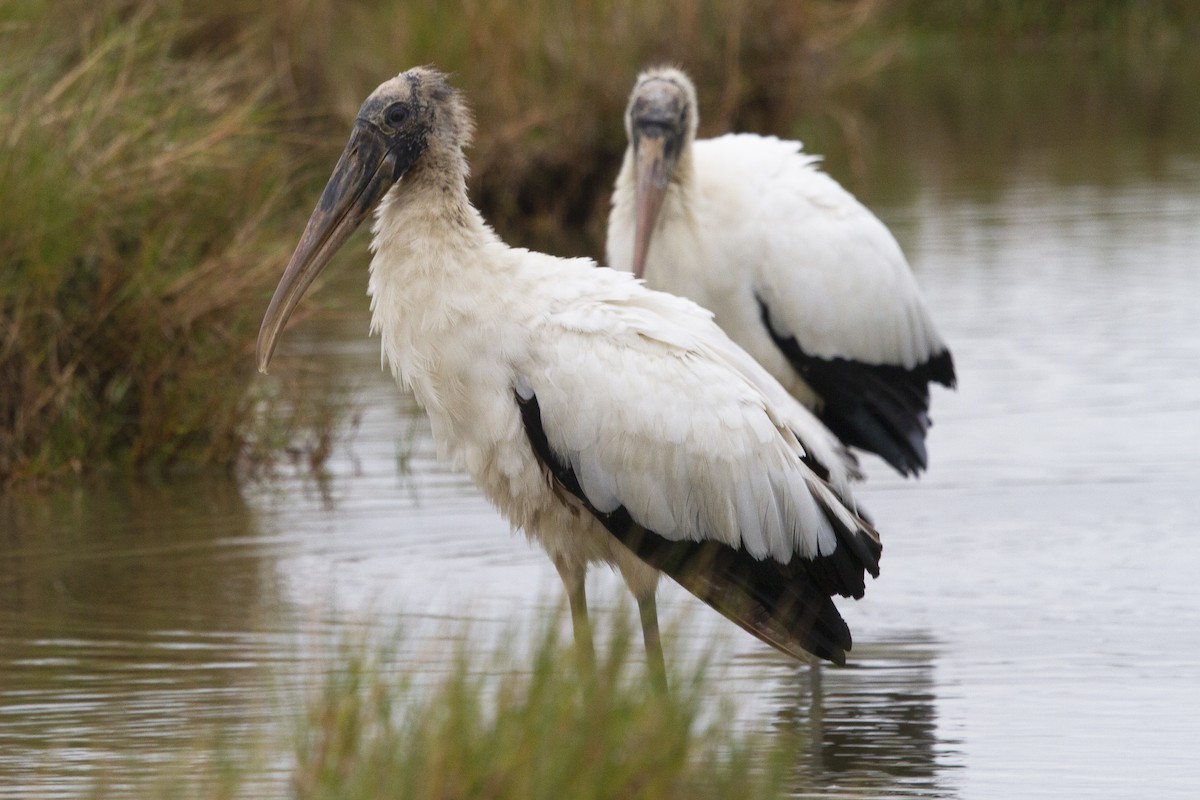 Wood Stork - Richard Brittain