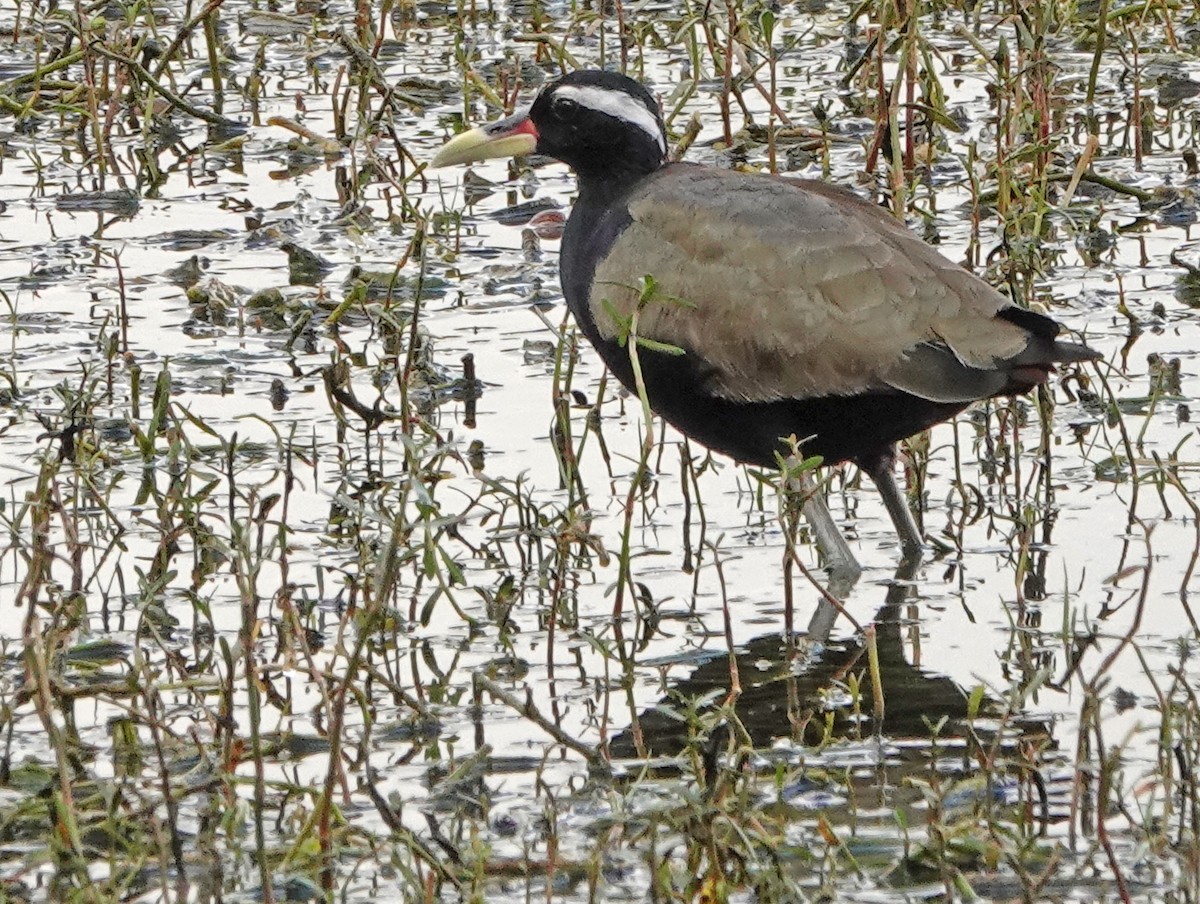 Bronze-winged Jacana - ML506387541