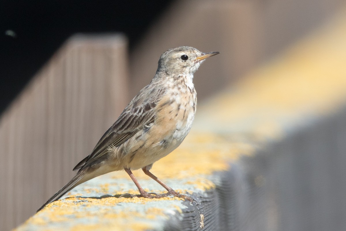 American Pipit - Garrett Lau