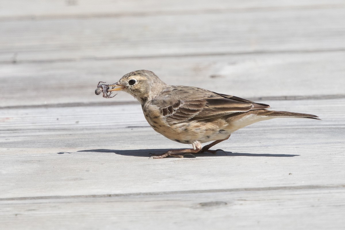 Pipit d'Amérique - ML50638811