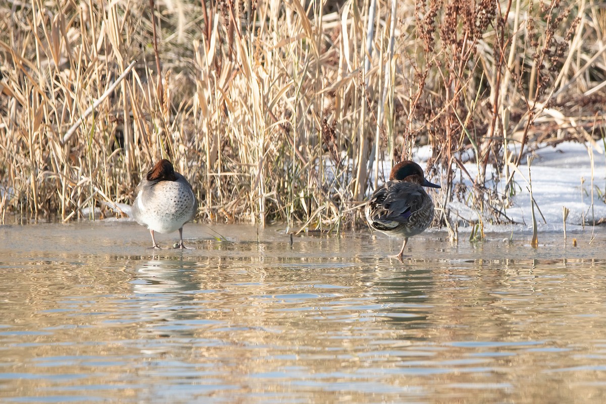 Green-winged Teal - ML506389921