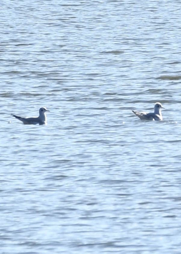 Bonaparte's Gull - ML506390621