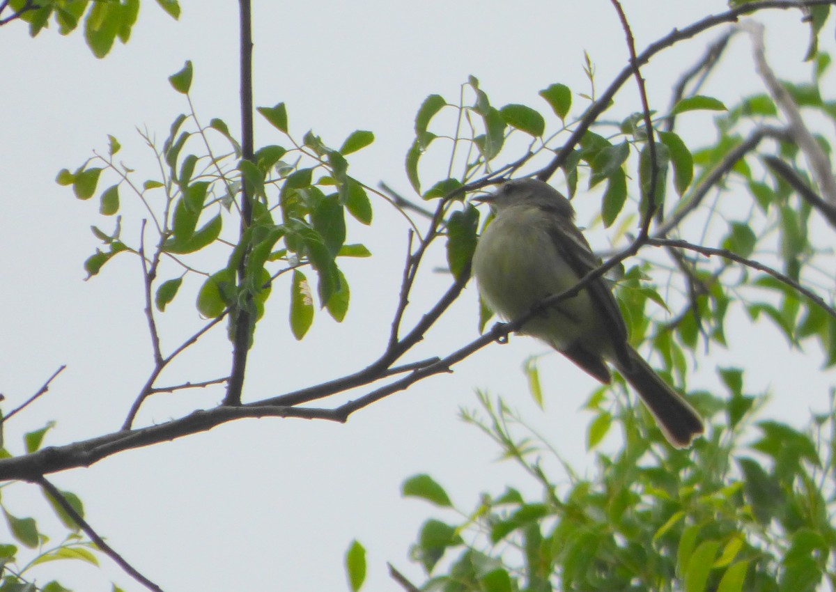 Southern Mouse-colored Tyrannulet - Pablo Hernan Capovilla