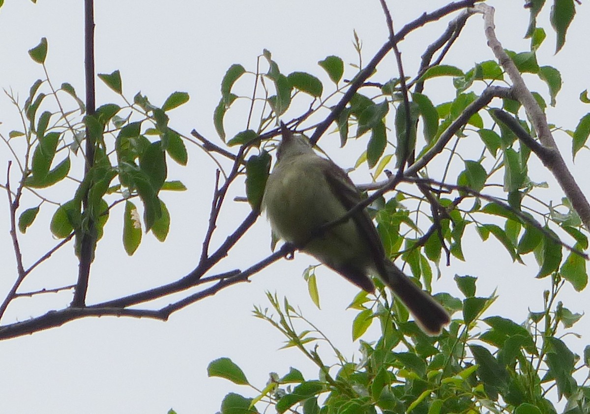 Southern Mouse-colored Tyrannulet - Pablo Hernan Capovilla