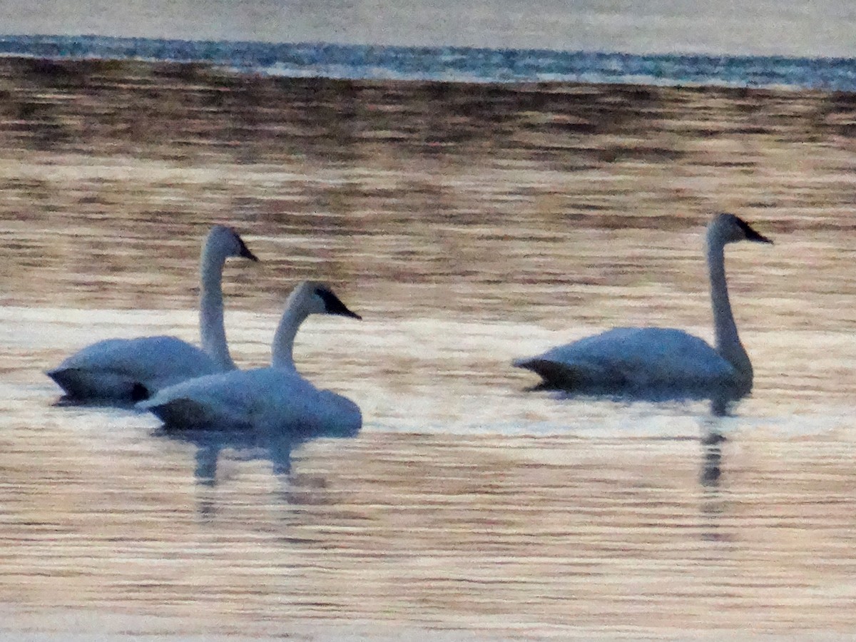 Trumpeter Swan - ML506391531