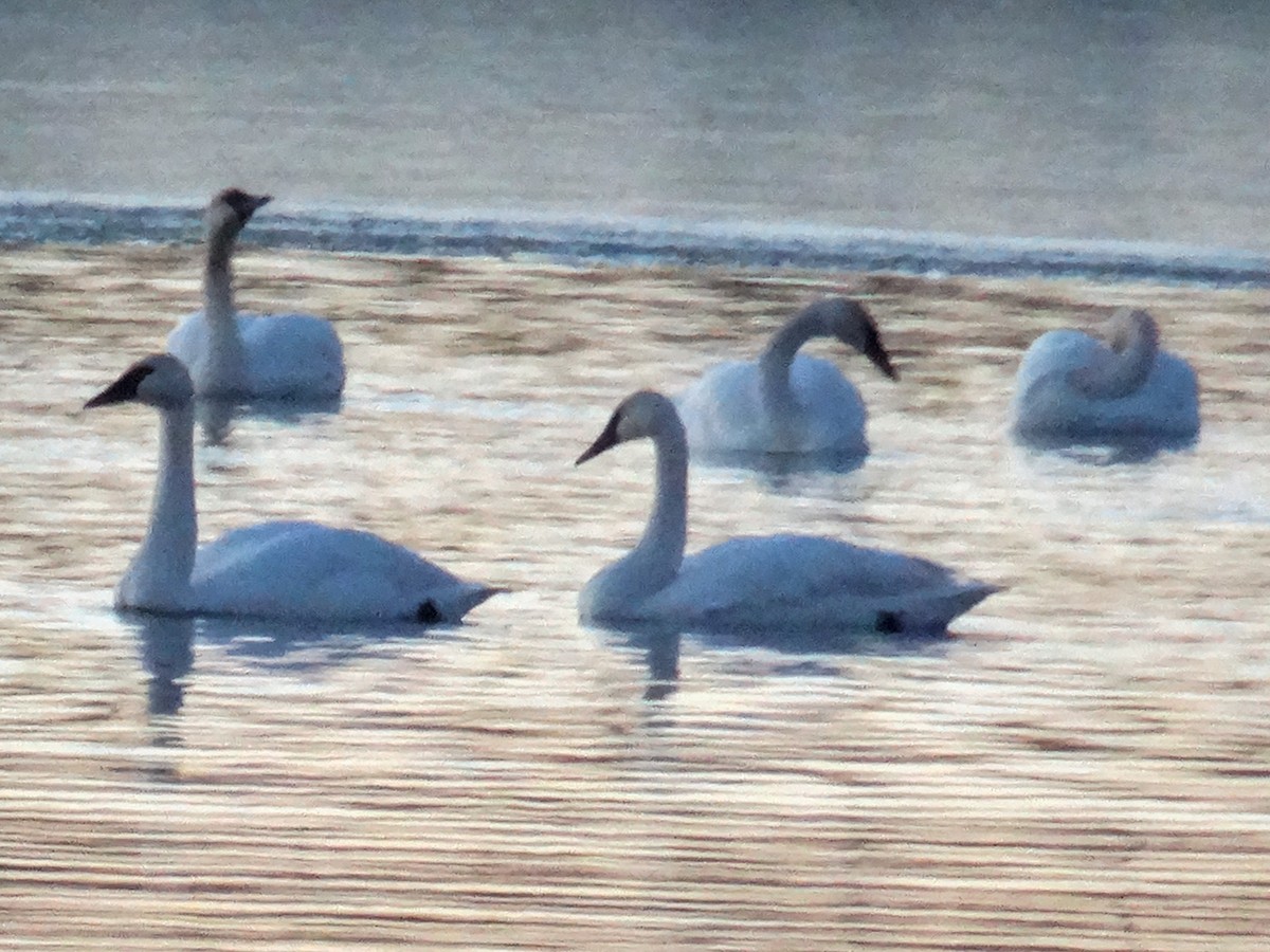 Trumpeter Swan - ML506391541