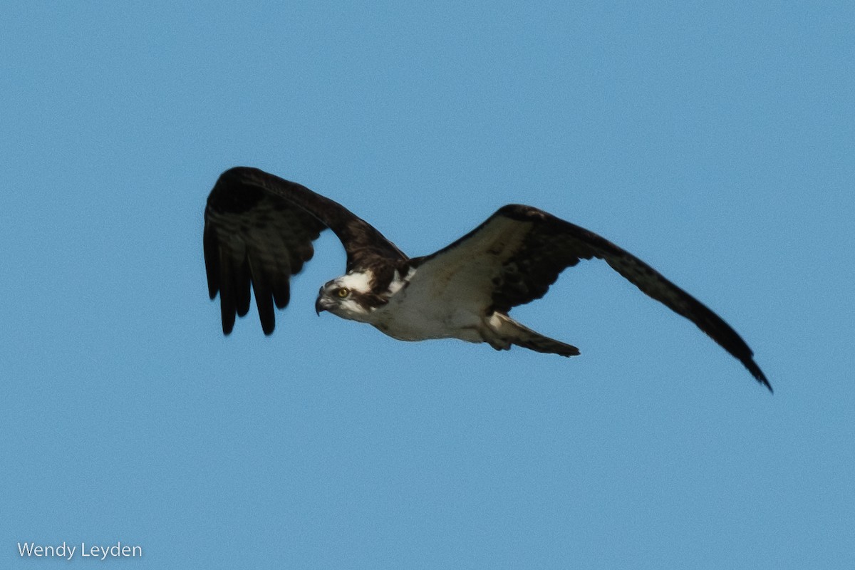 Osprey - ML506391801