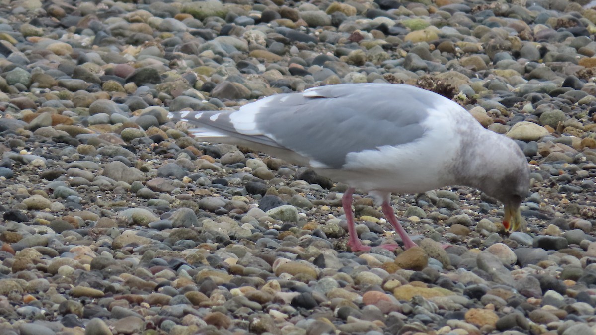 Gaviota de Bering - ML506392621