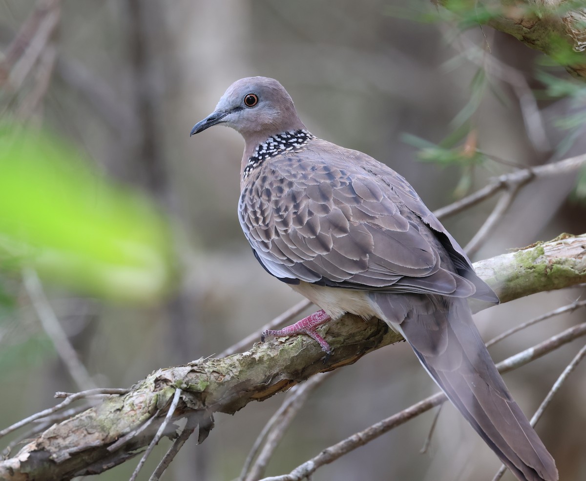 Spotted Dove - ML506393311