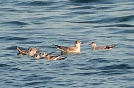 Little Gull - ML506394451