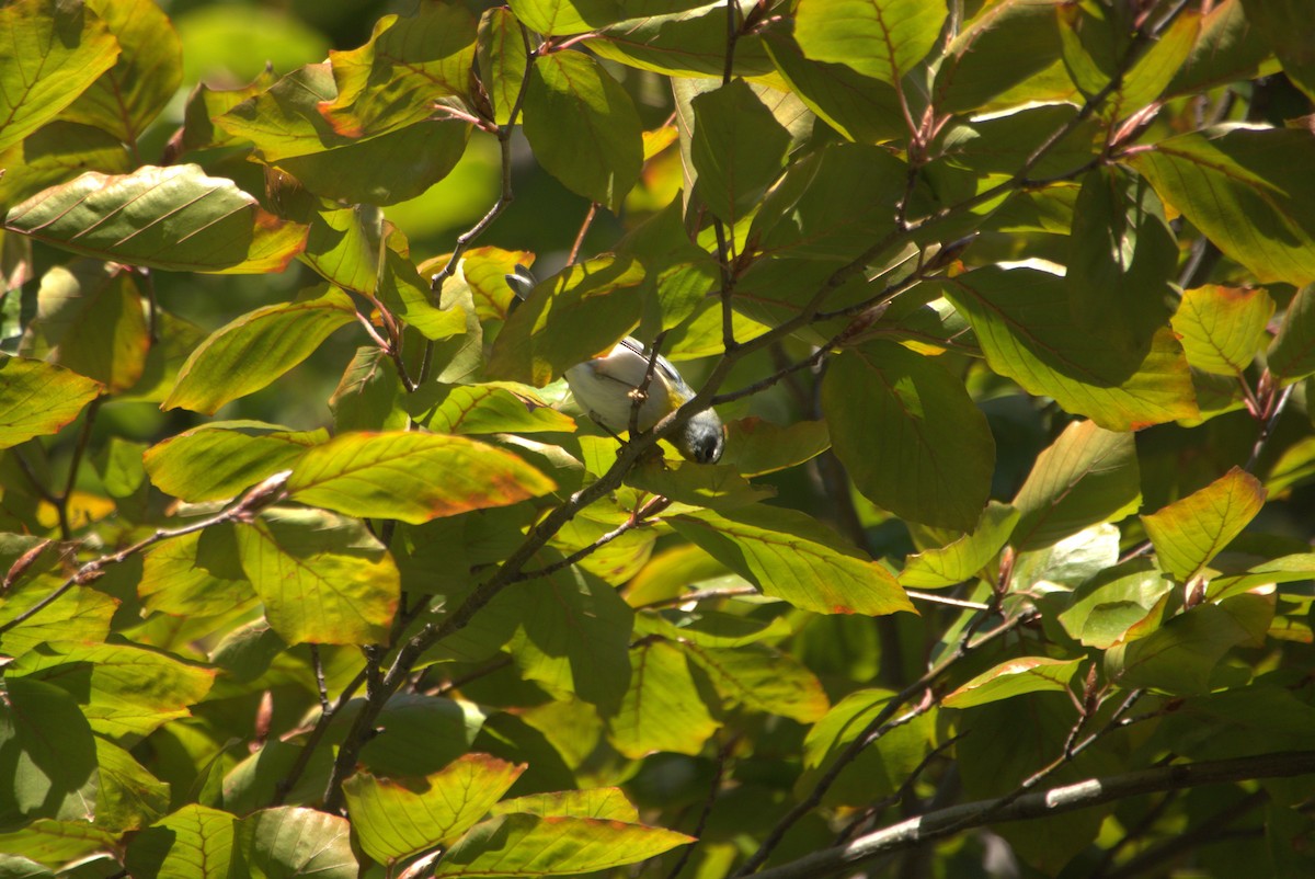 Northern Parula - ML506395461