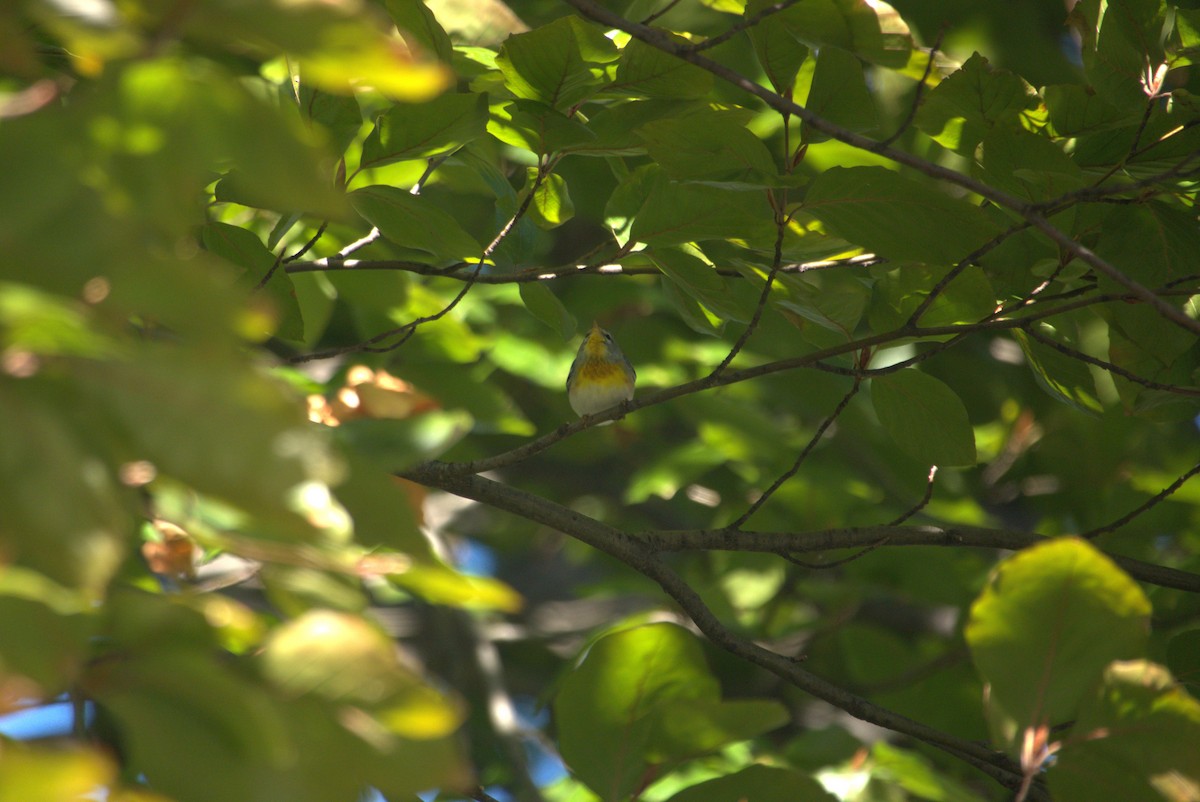 Northern Parula - ML506395491