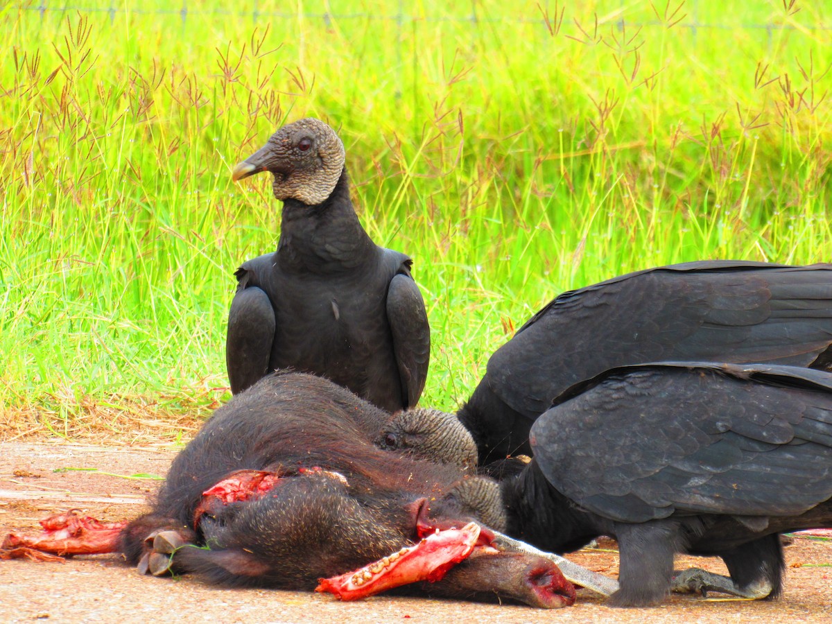 Black Vulture - Conan Guard