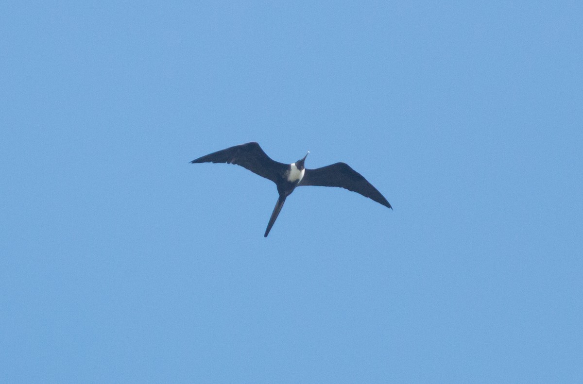 Magnificent Frigatebird - ML50639661