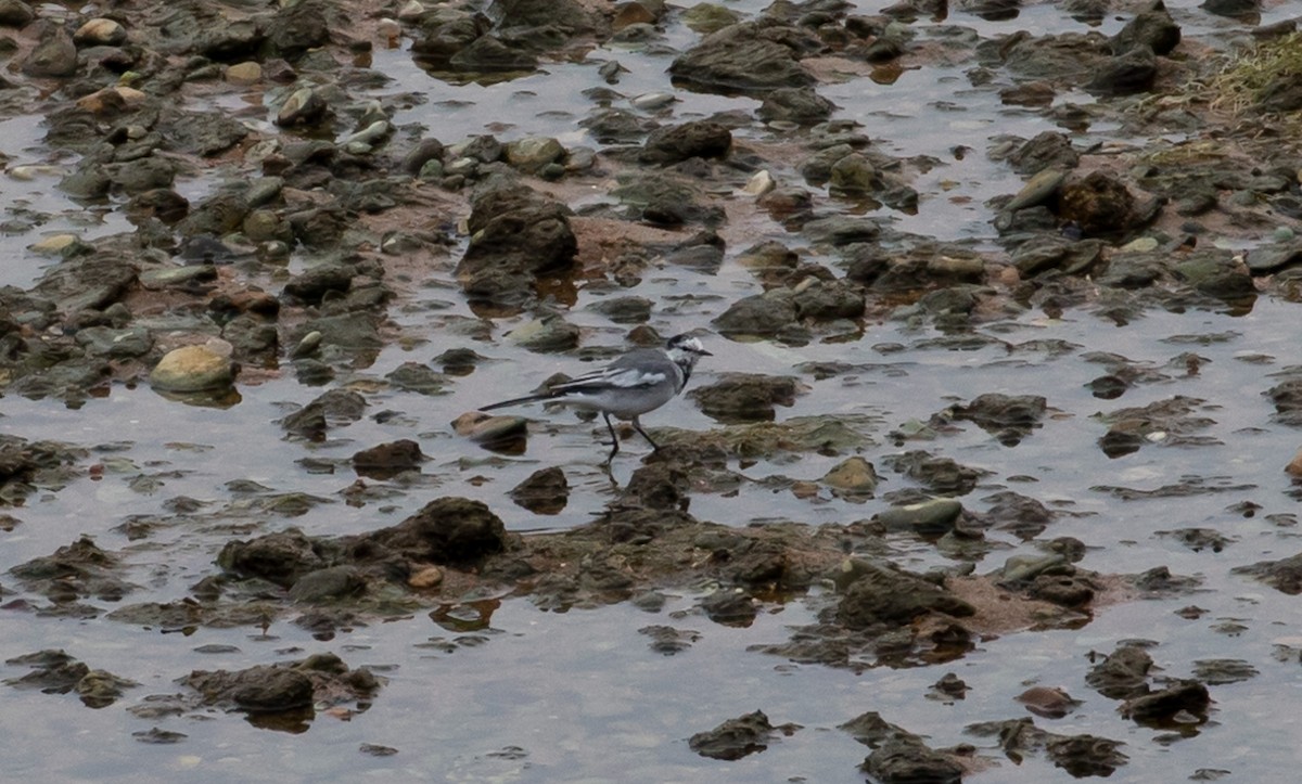 White Wagtail - Brandon Best