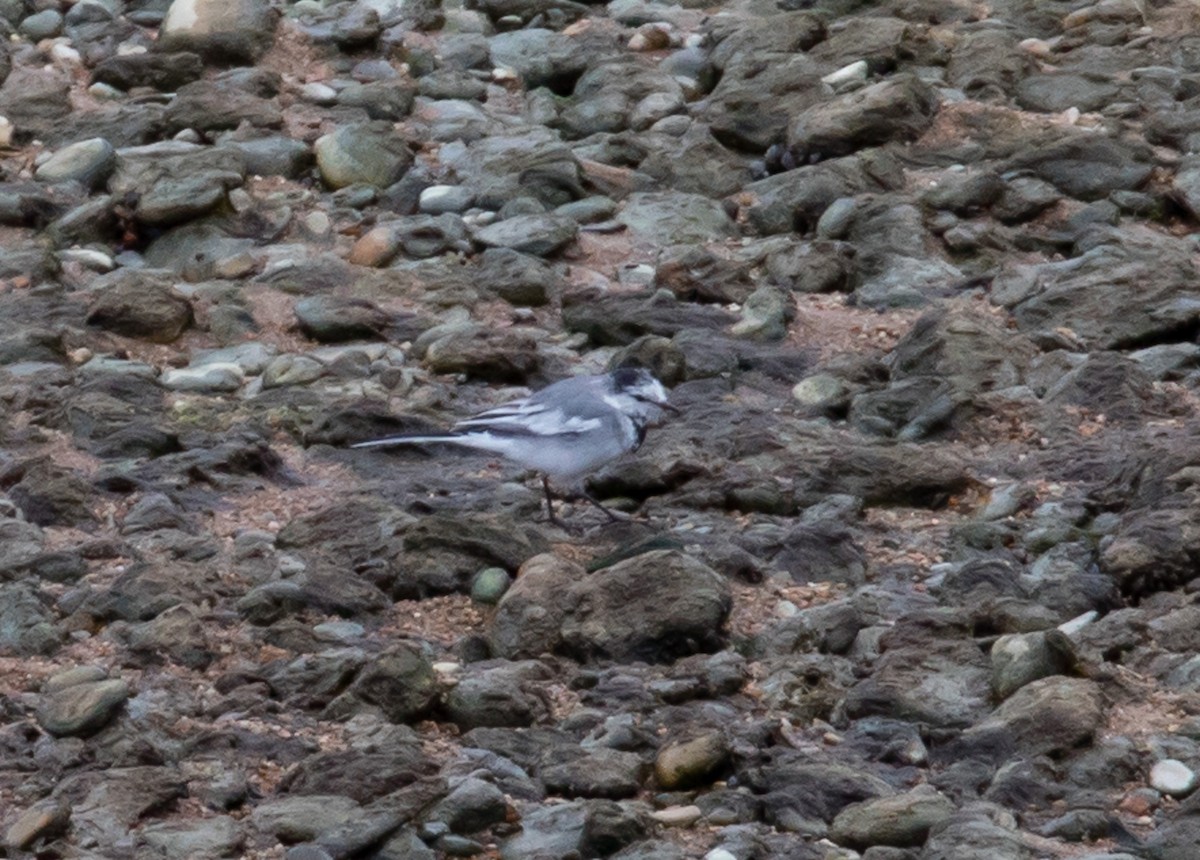 White Wagtail - Brandon Best